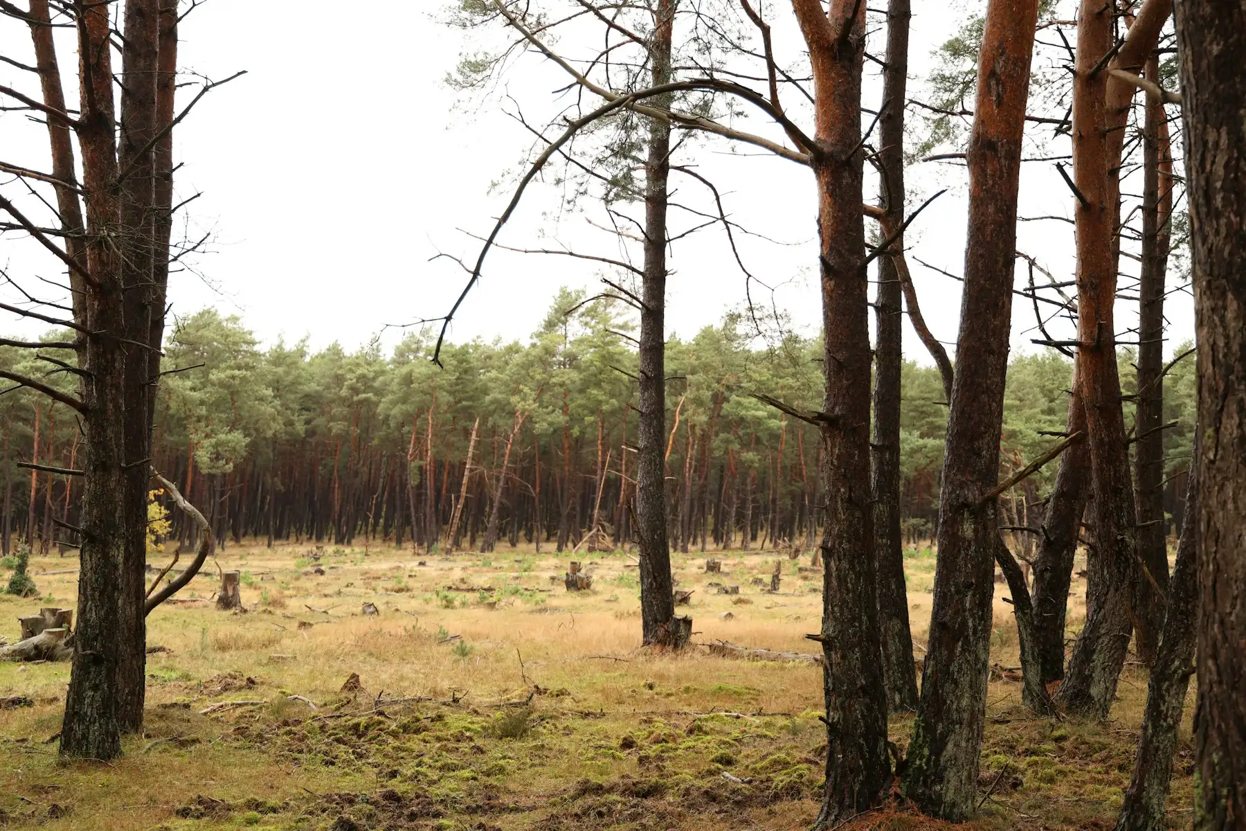 Stand of southern pine with dry grass and light understory